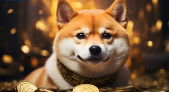 Shiba Inu Coin: Hype or Investment Heaven?